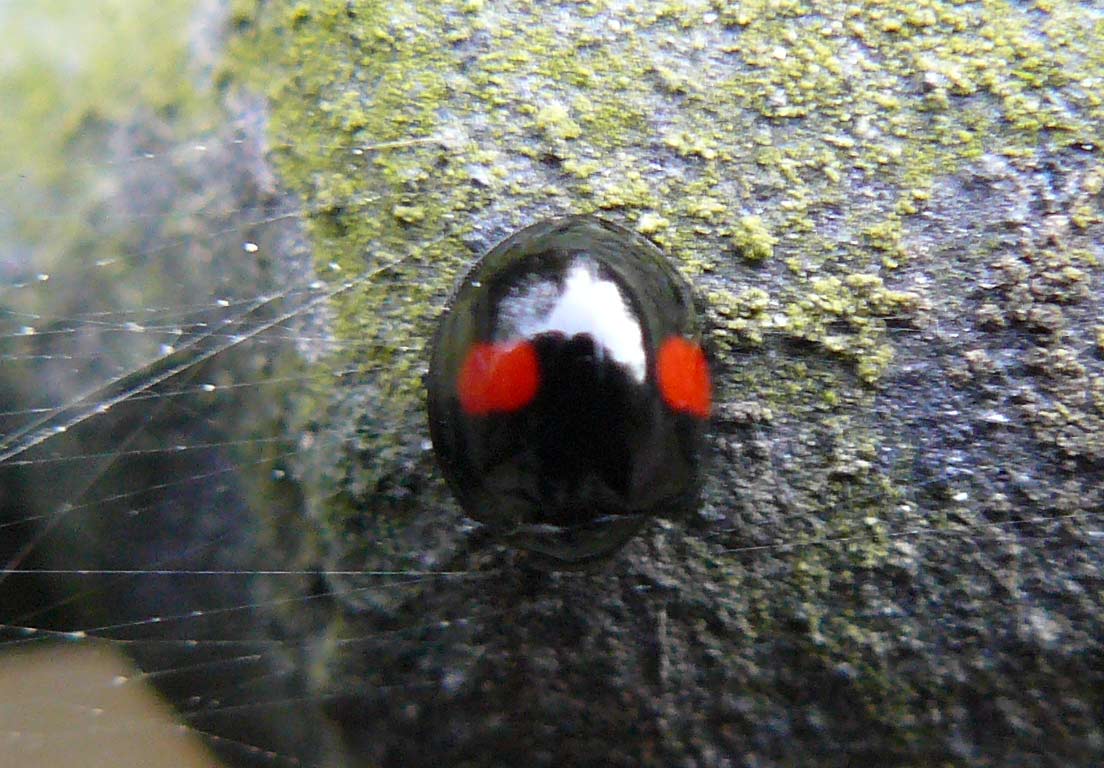 Chilocorus renipustulatus?