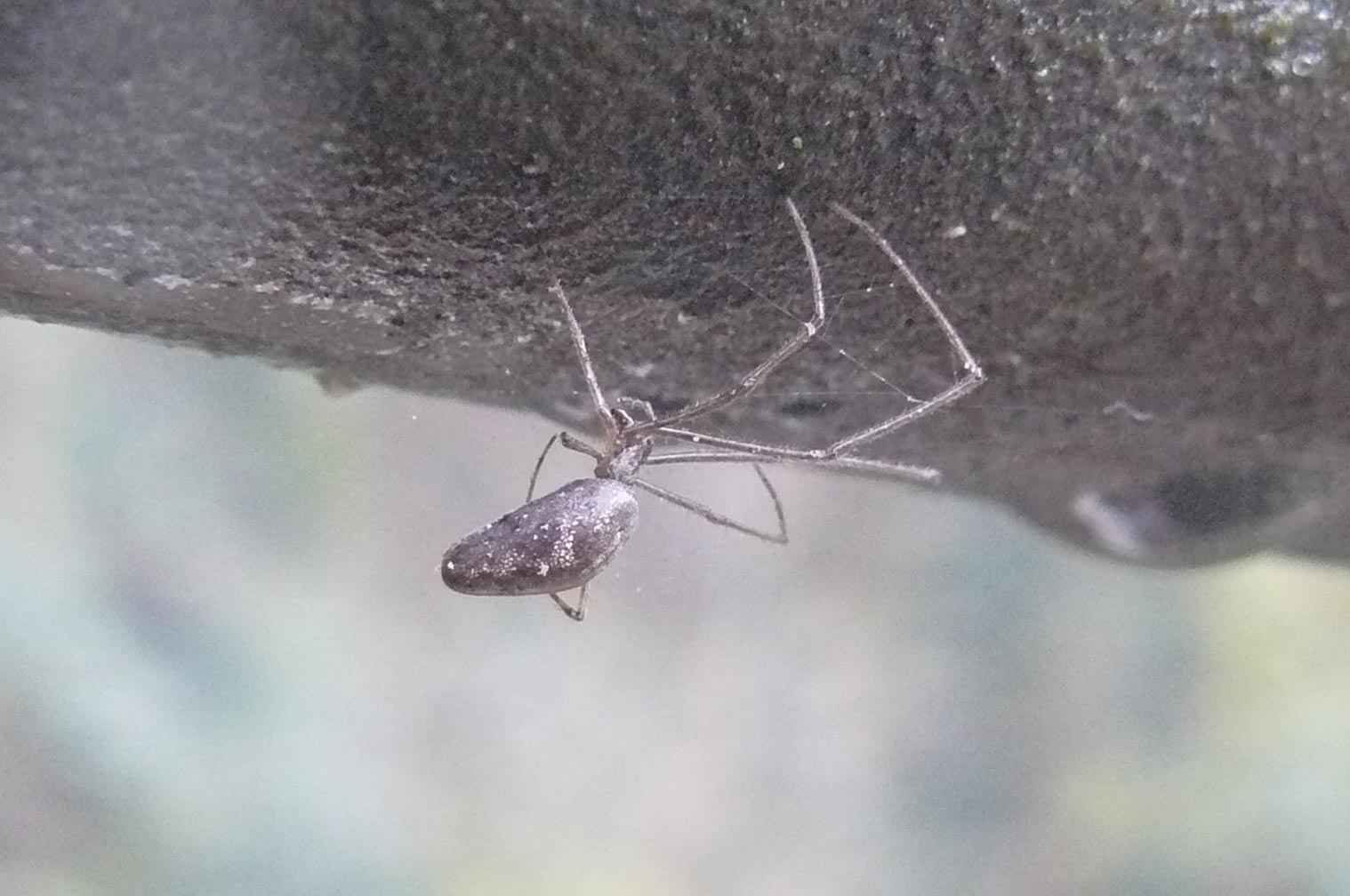 Tetragnatha sp.