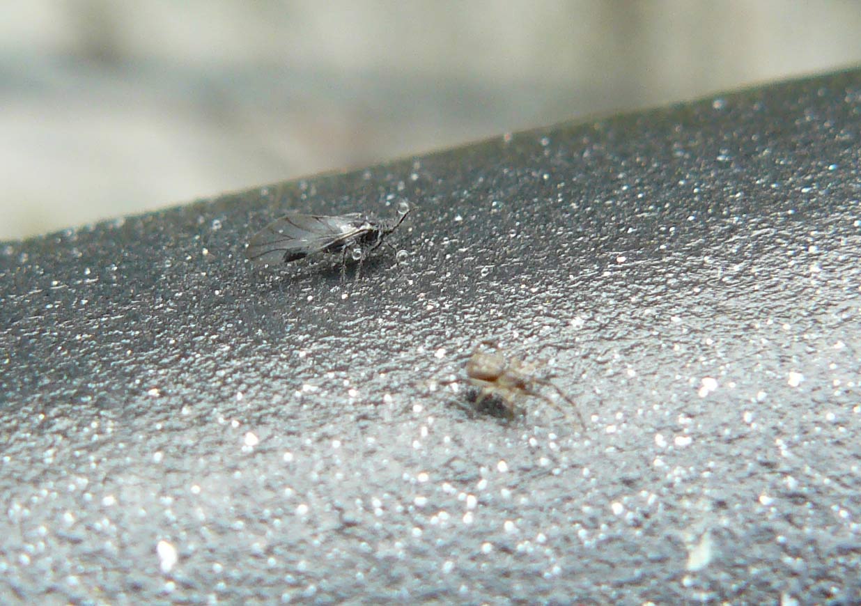 Episinus sp.
