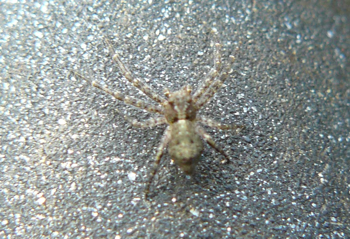 Tmarus sp.