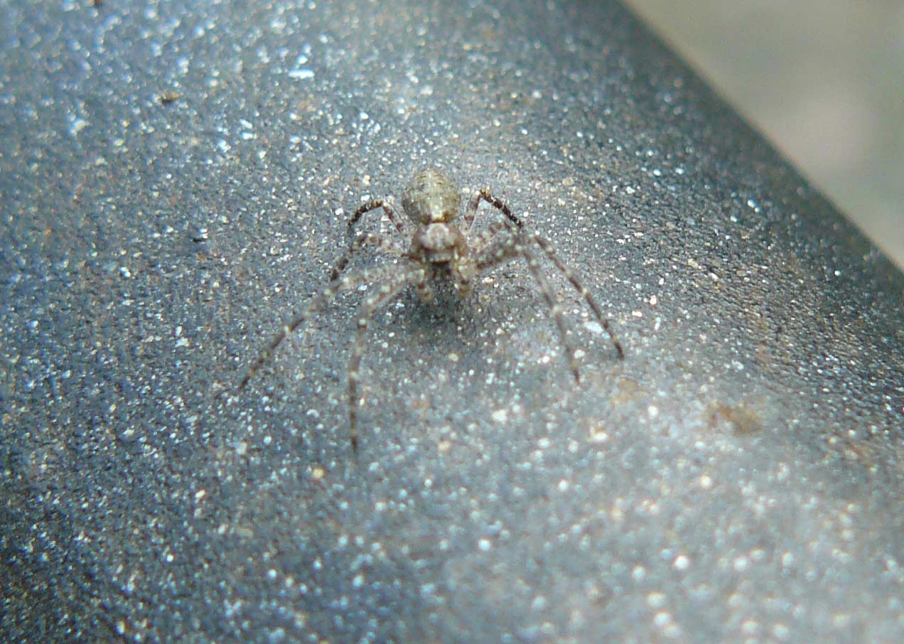 Tmarus sp.