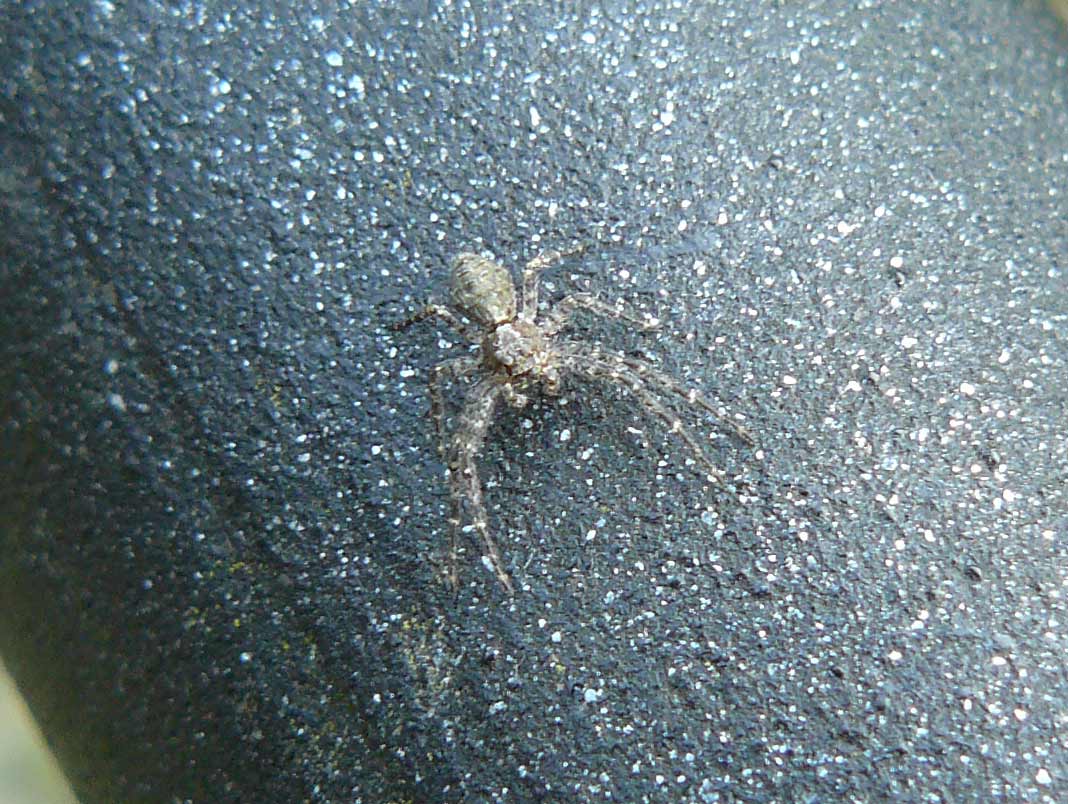 Tmarus sp.