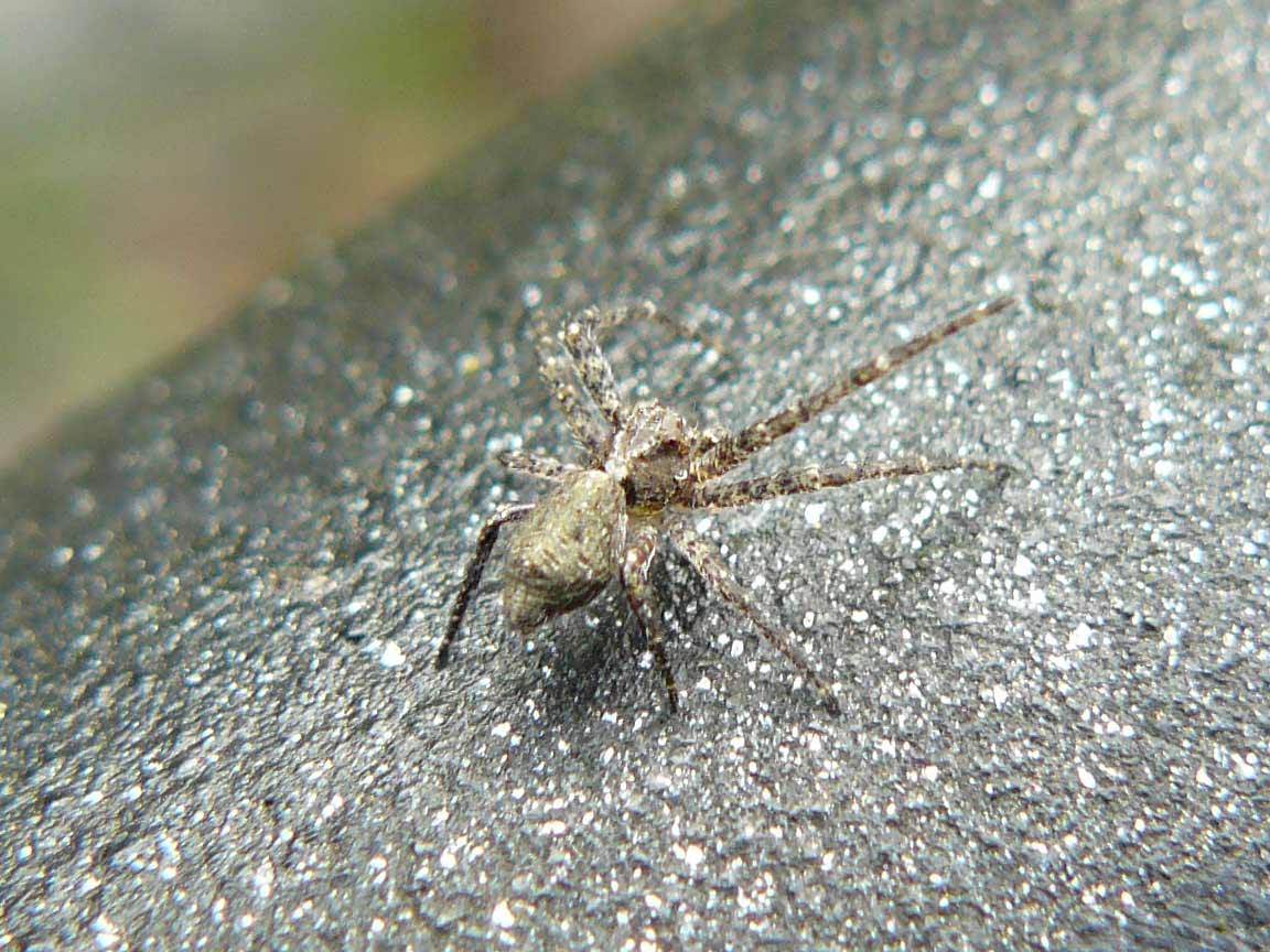 Tmarus sp.