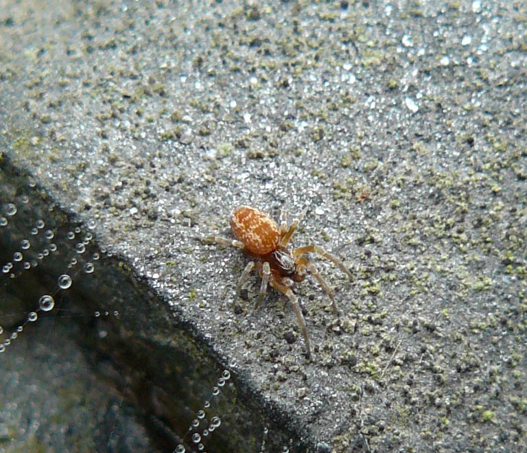 Dictyna sp.
