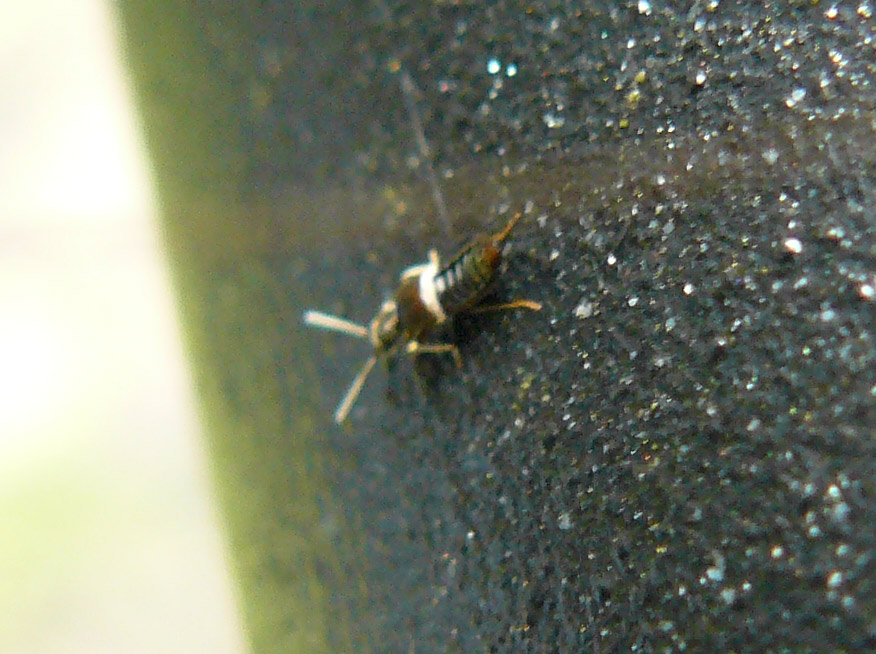 Piccolo Staphilinidae