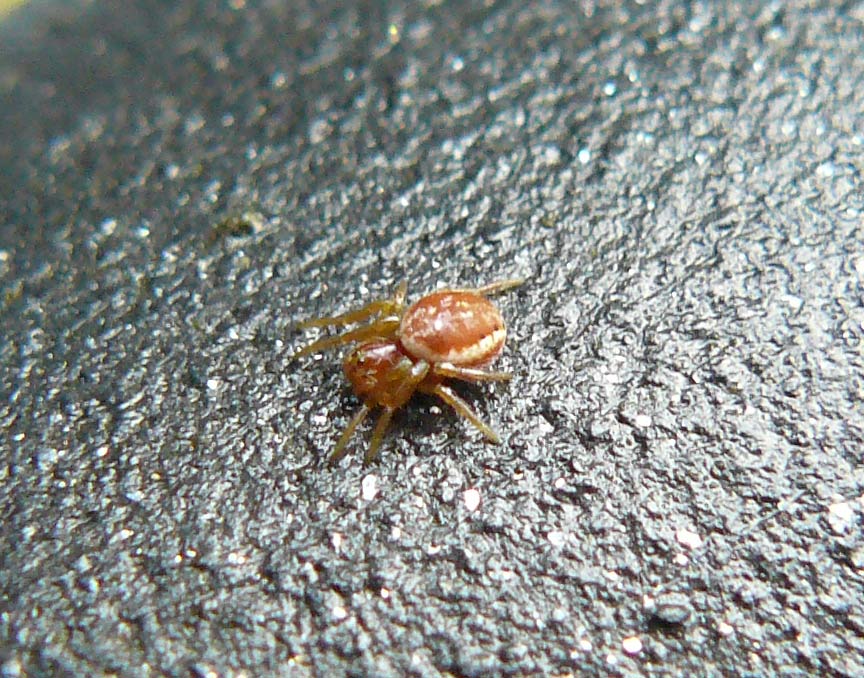 Araniella displicata