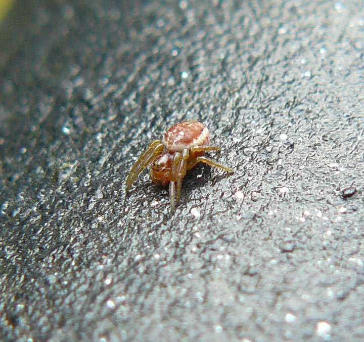 Araniella displicata