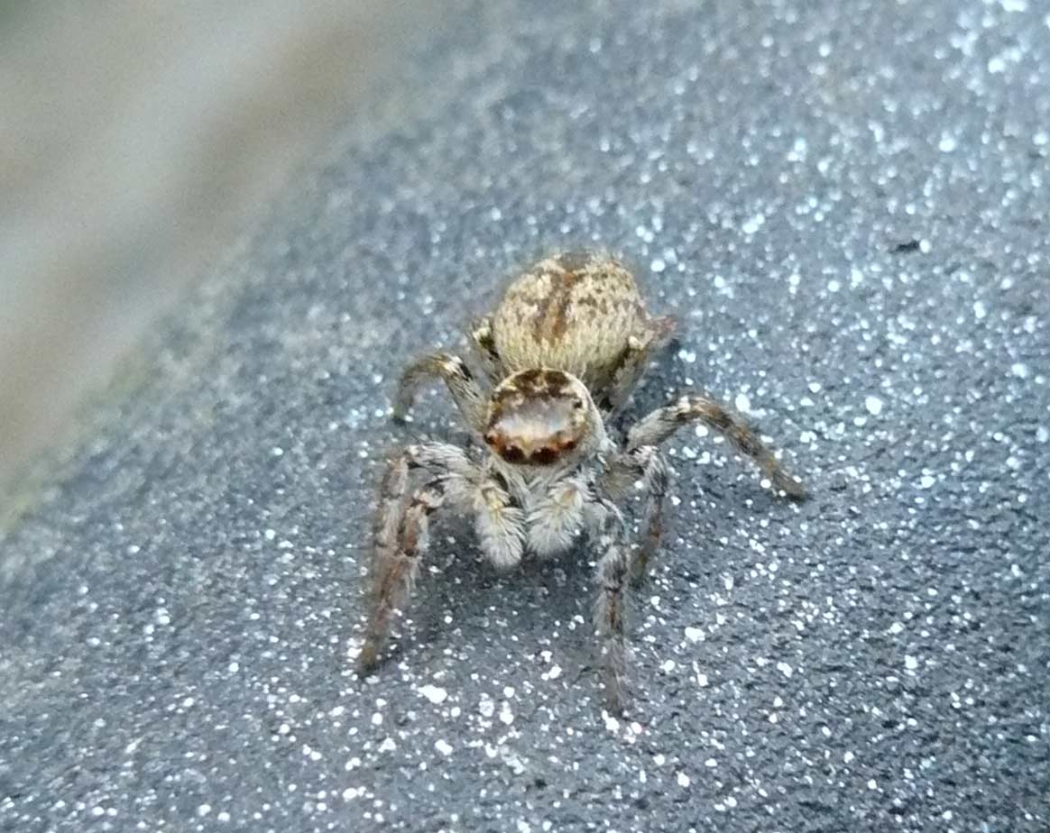 Carrhotus xanthogramma