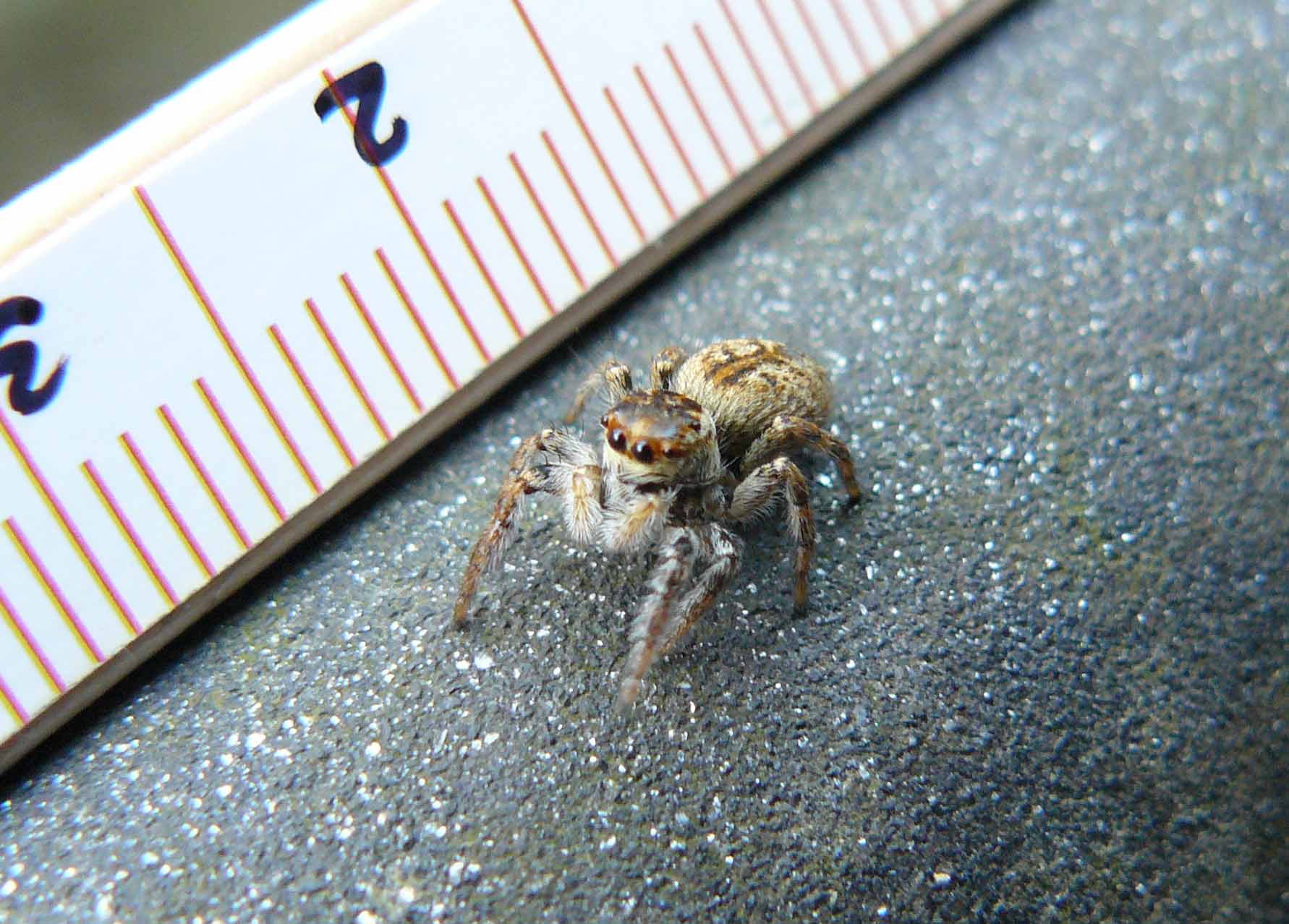 Carrhotus xanthogramma