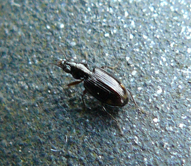 altro sconosciuto: Philochthus lunulatus