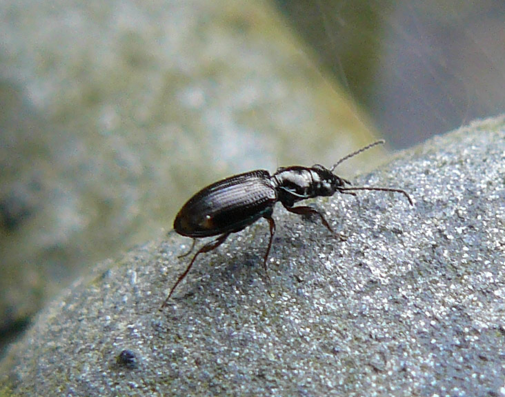 altro sconosciuto: Philochthus lunulatus
