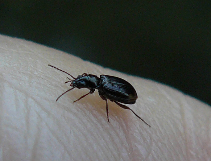 altro sconosciuto: Philochthus lunulatus