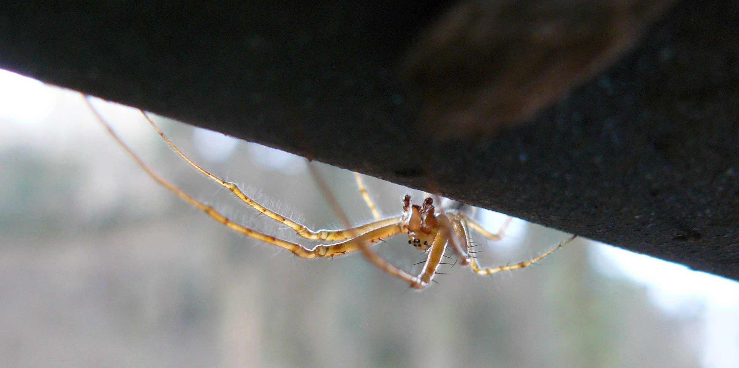 Metellina sp.