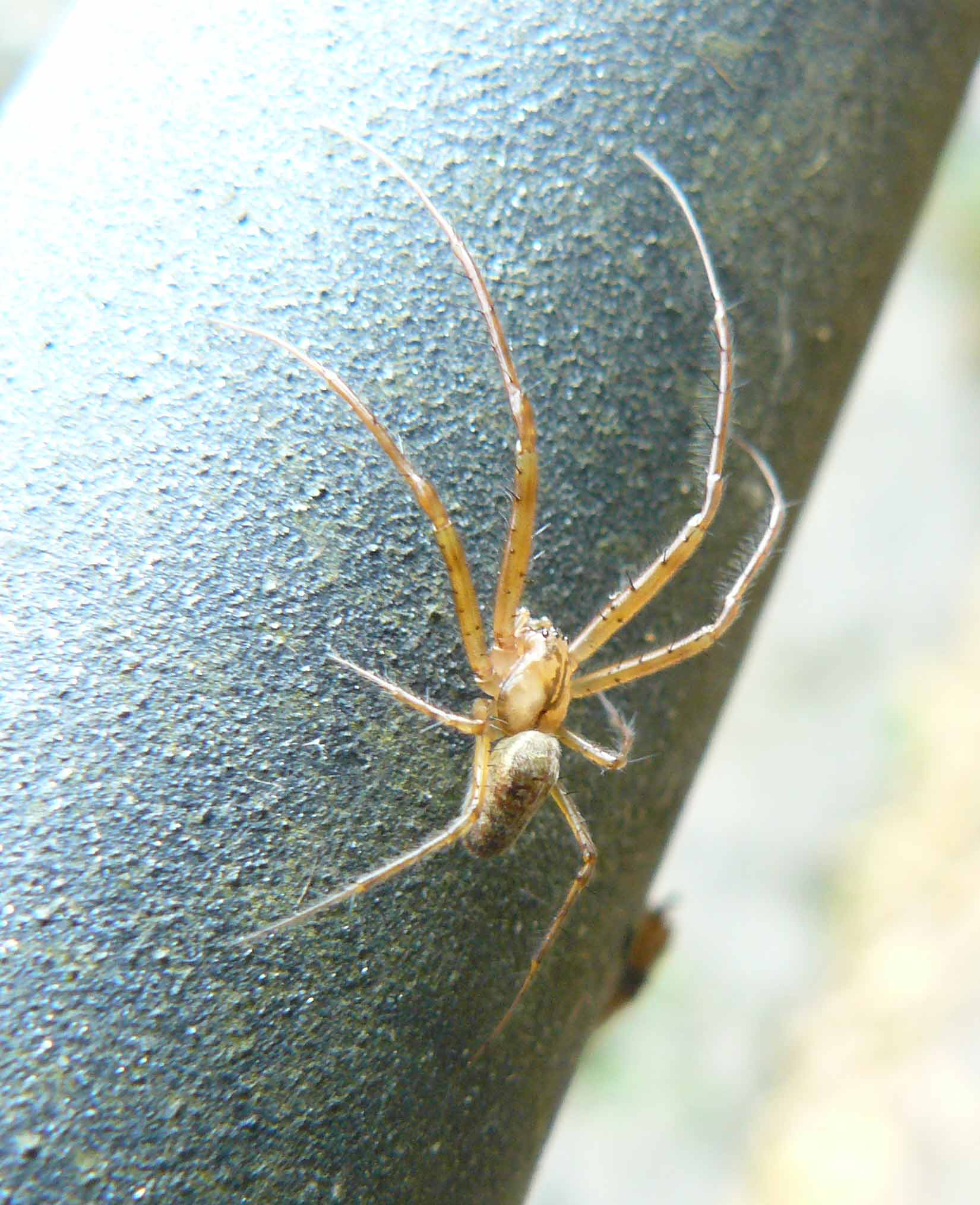 Metellina sp.