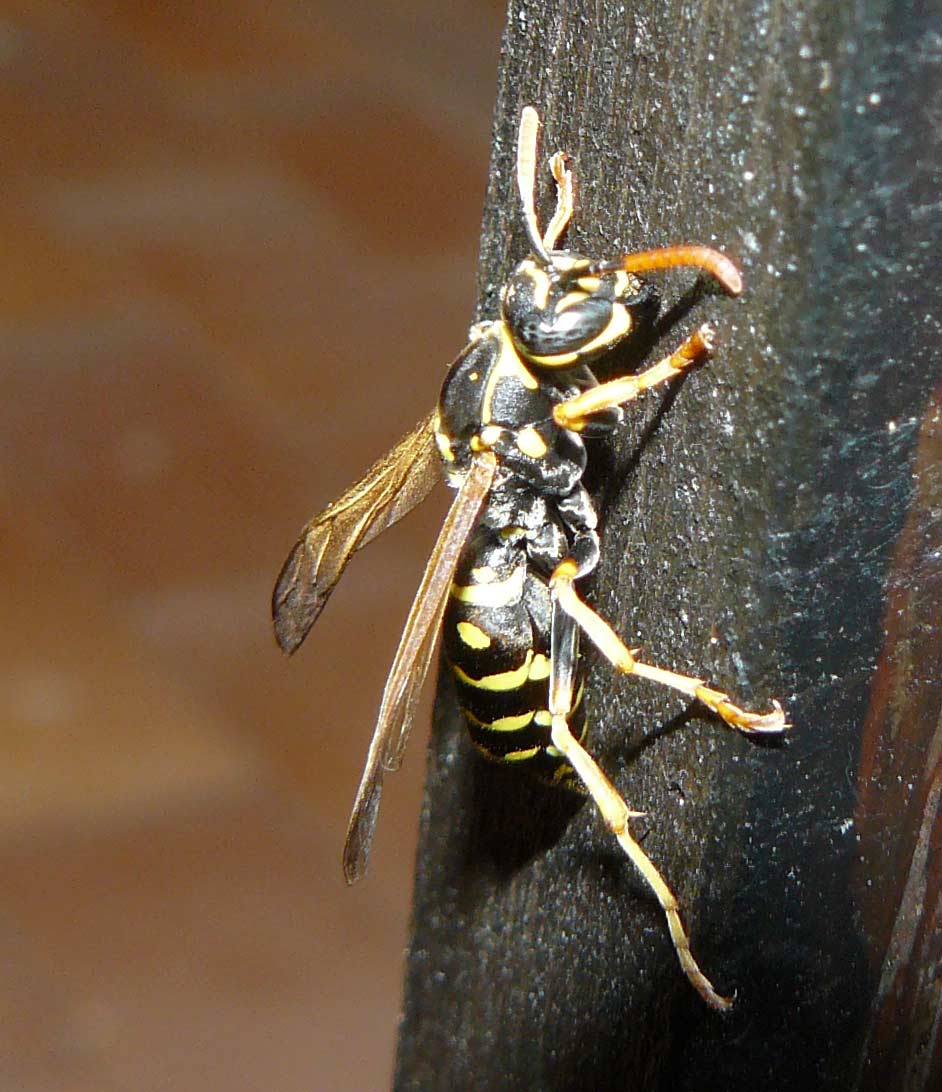 vespa sconosciuta: Polistes nymphus con strepsitteri