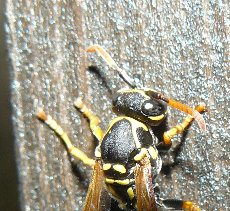 vespa sconosciuta: Polistes nymphus con strepsitteri