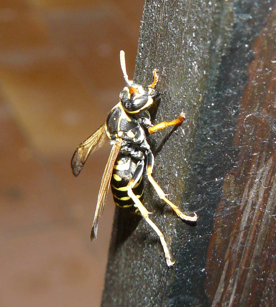 vespa sconosciuta: Polistes nymphus con strepsitteri