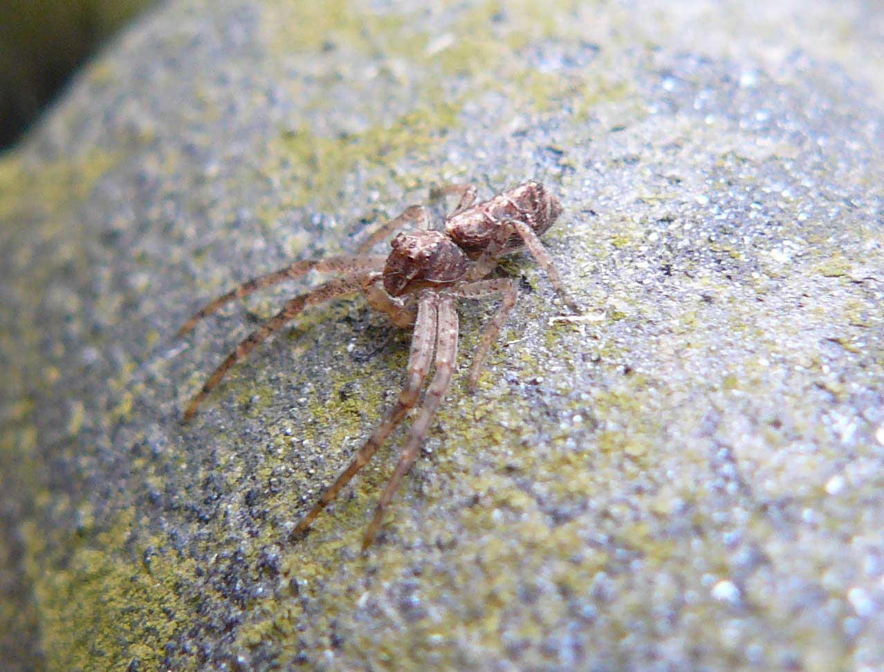 Tmarus sp