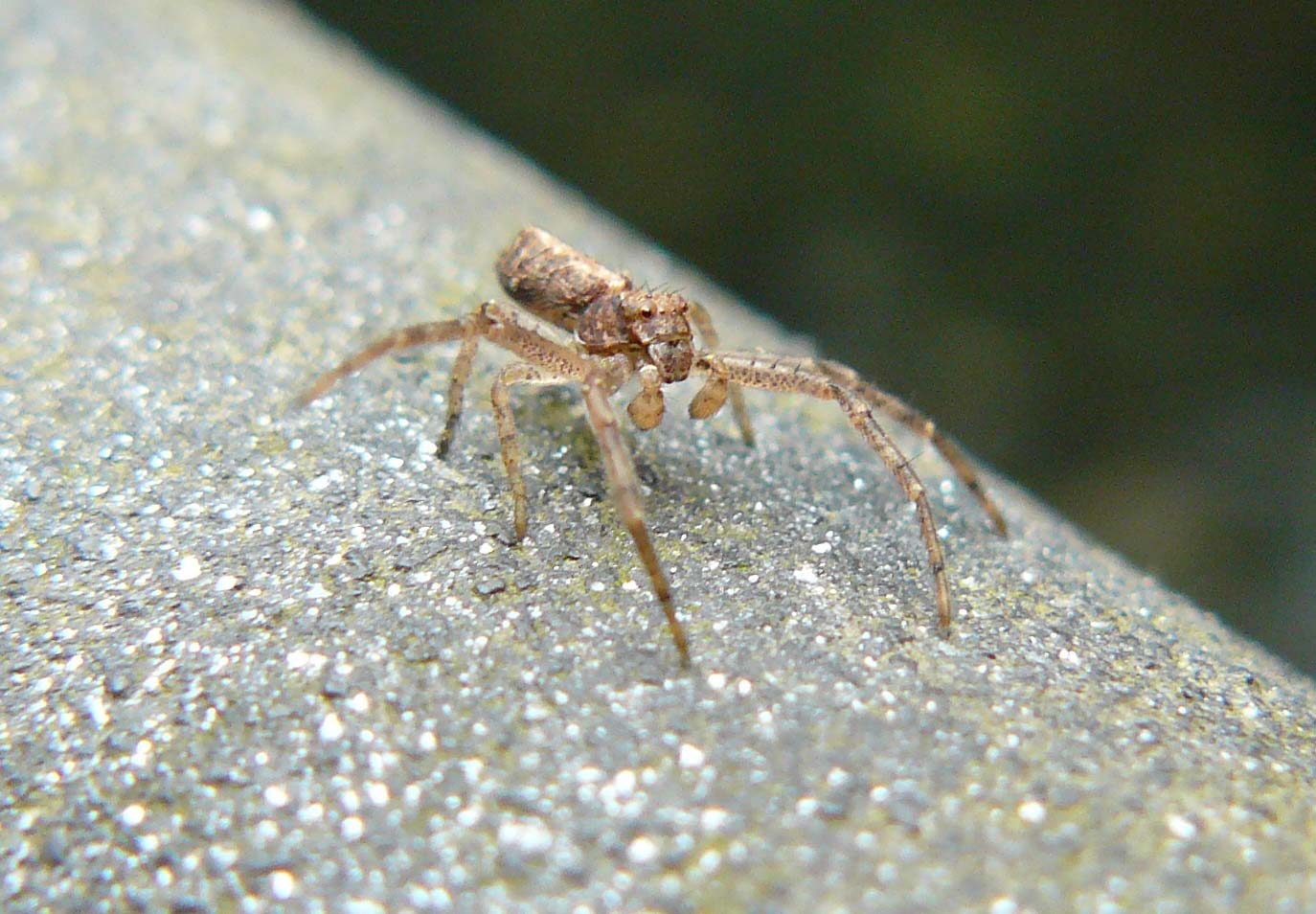 Tmarus sp