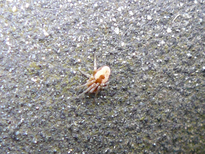 Dictyna sp.