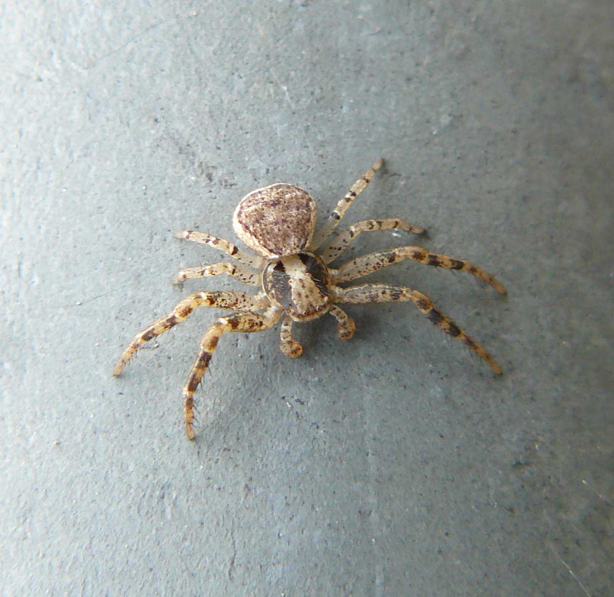 Xysticus sp? S. (giovane maschio).