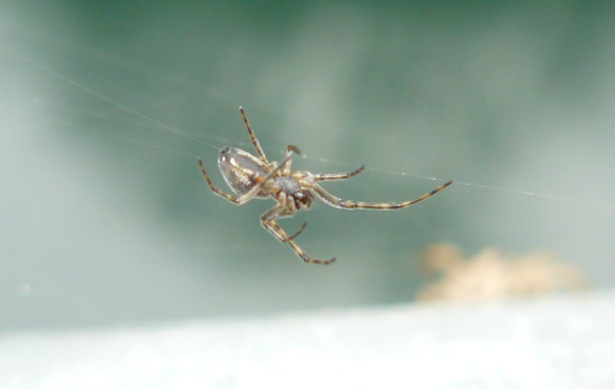 Metellina sp??