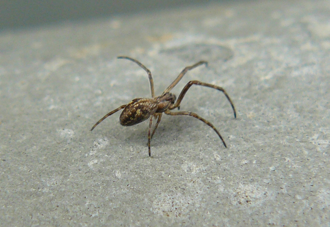 Metellina sp??