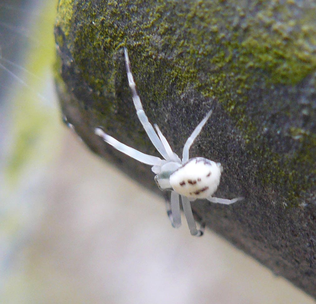 Misumena vatia (maschio immaturo)