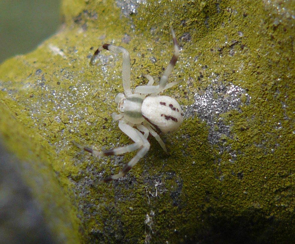 Misumena vatia (maschio immaturo)