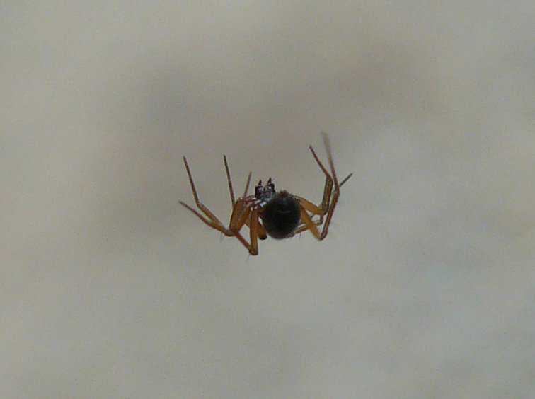 Linyphiidae