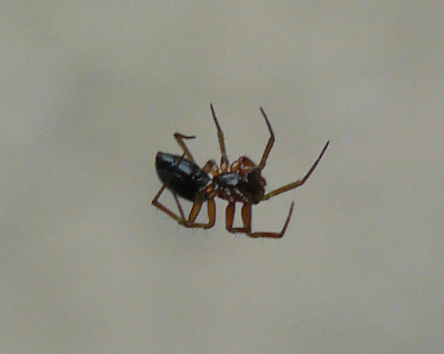 Linyphiidae