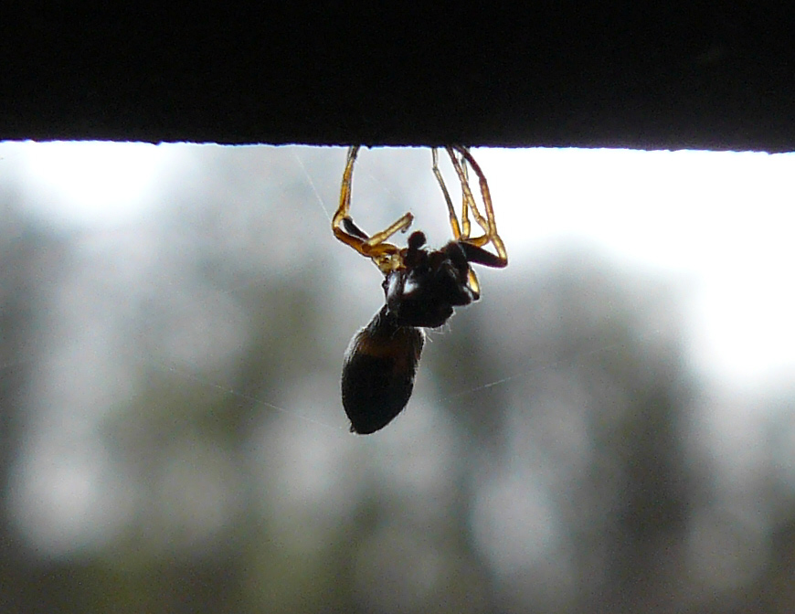 Myrmarachne formicaria