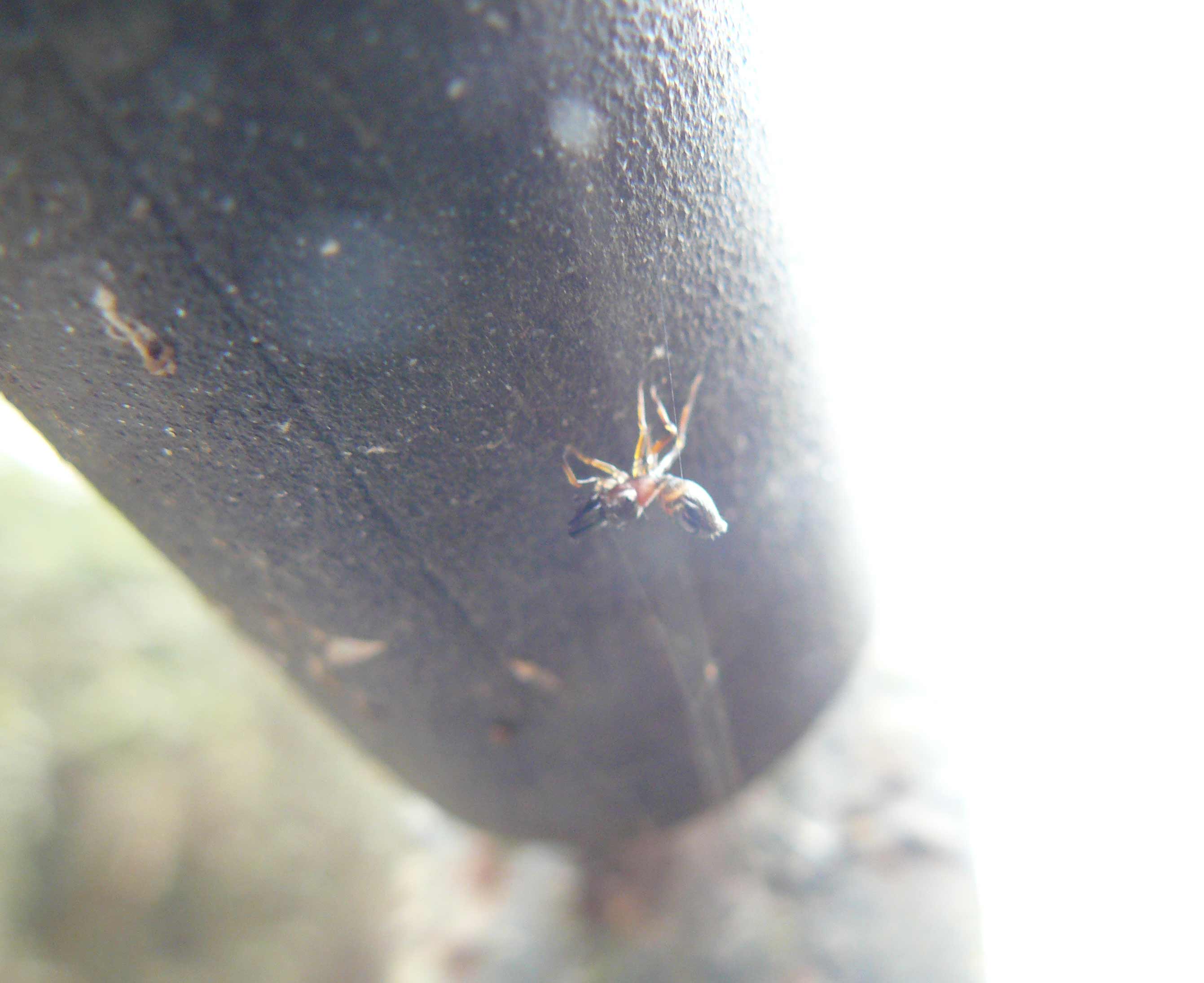 Myrmarachne formicaria