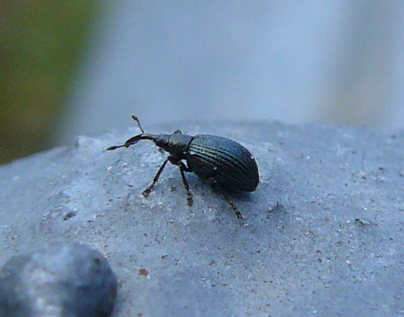 Apion sp.