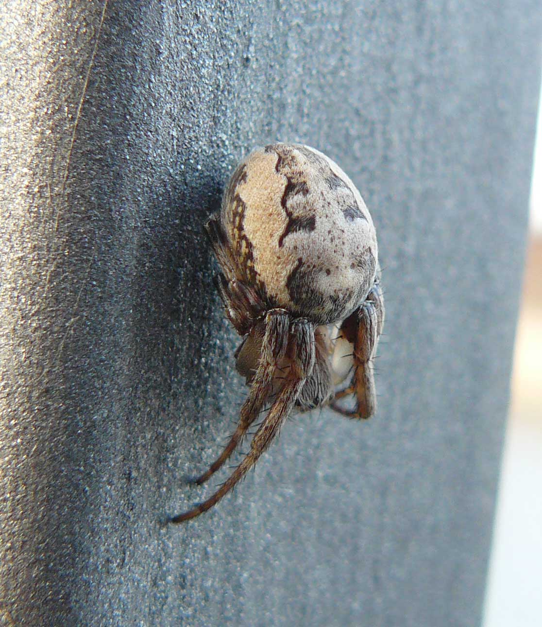 Larinioides sp.