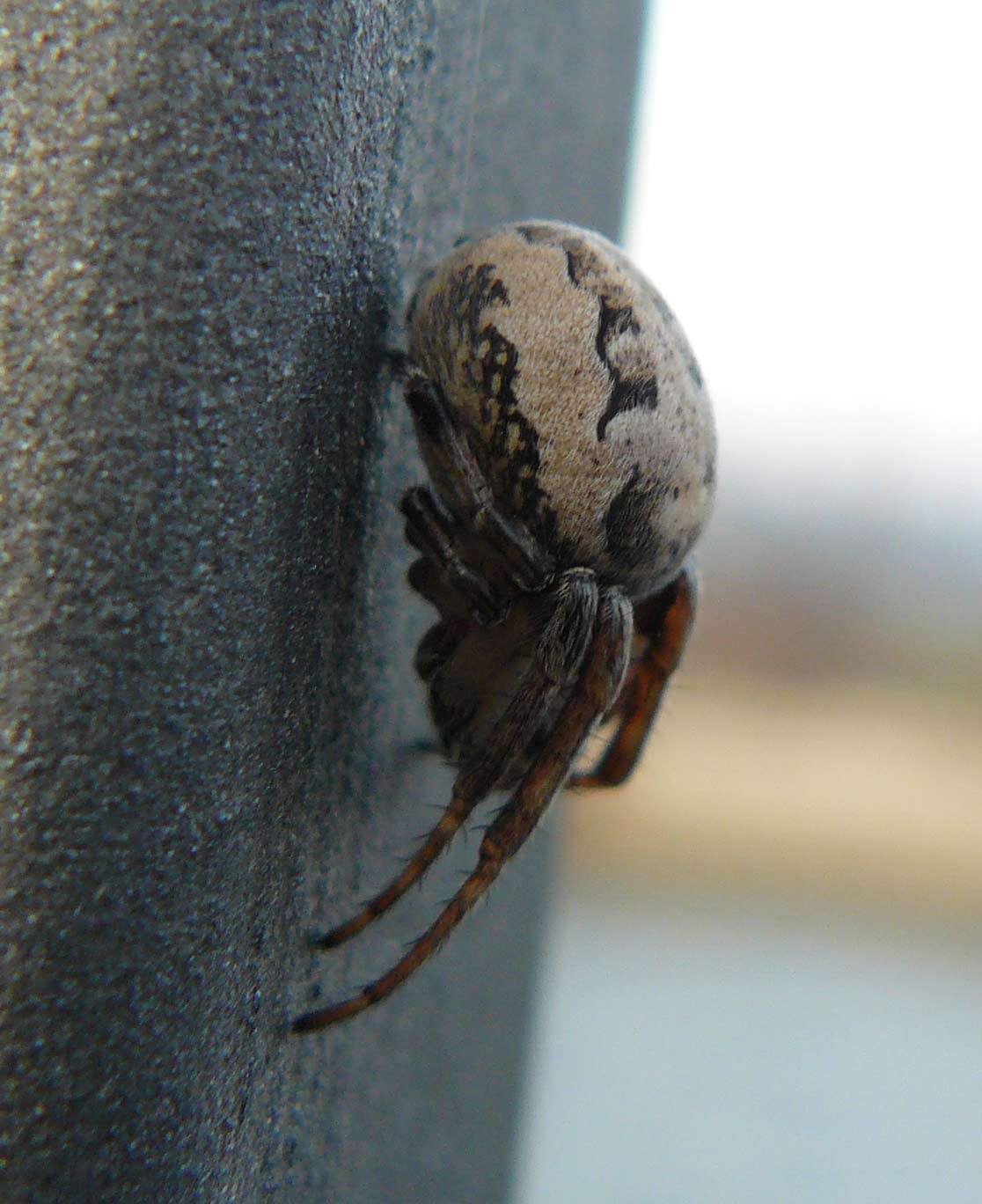 Larinioides sp.