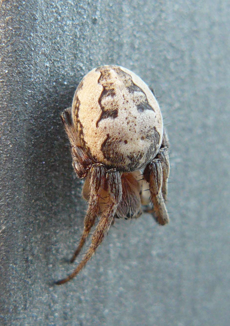 Larinioides sp.