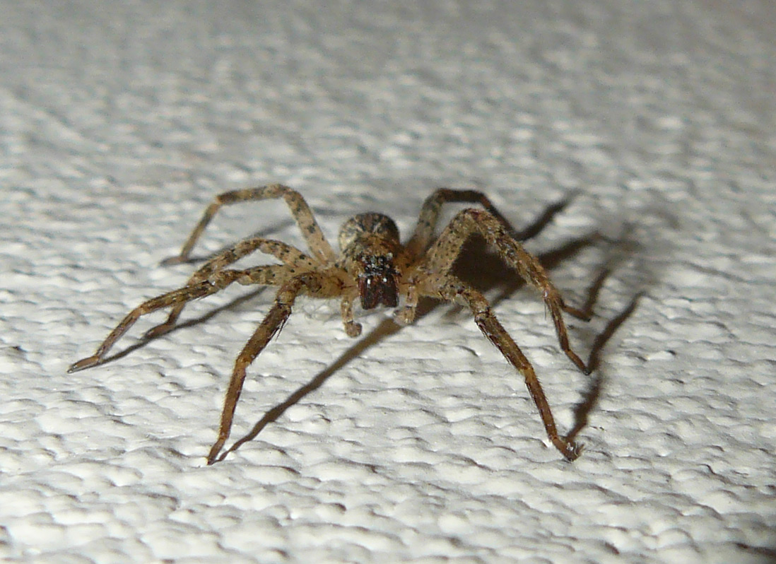 Zoropsis sp.