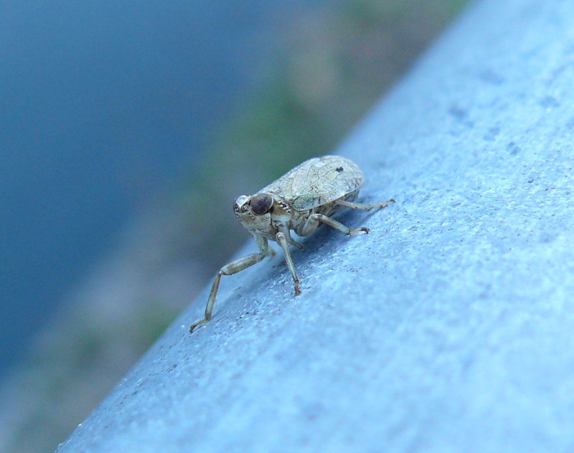 Issidae: Lombardia, Issus sp.