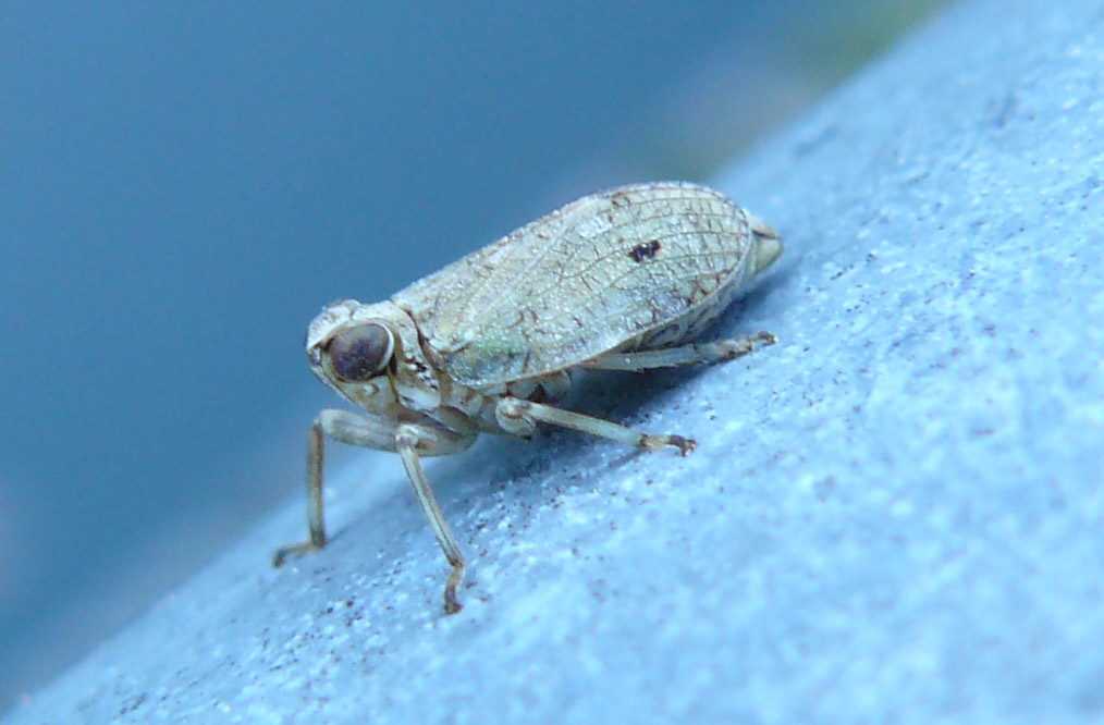 Issidae: Lombardia, Issus sp.