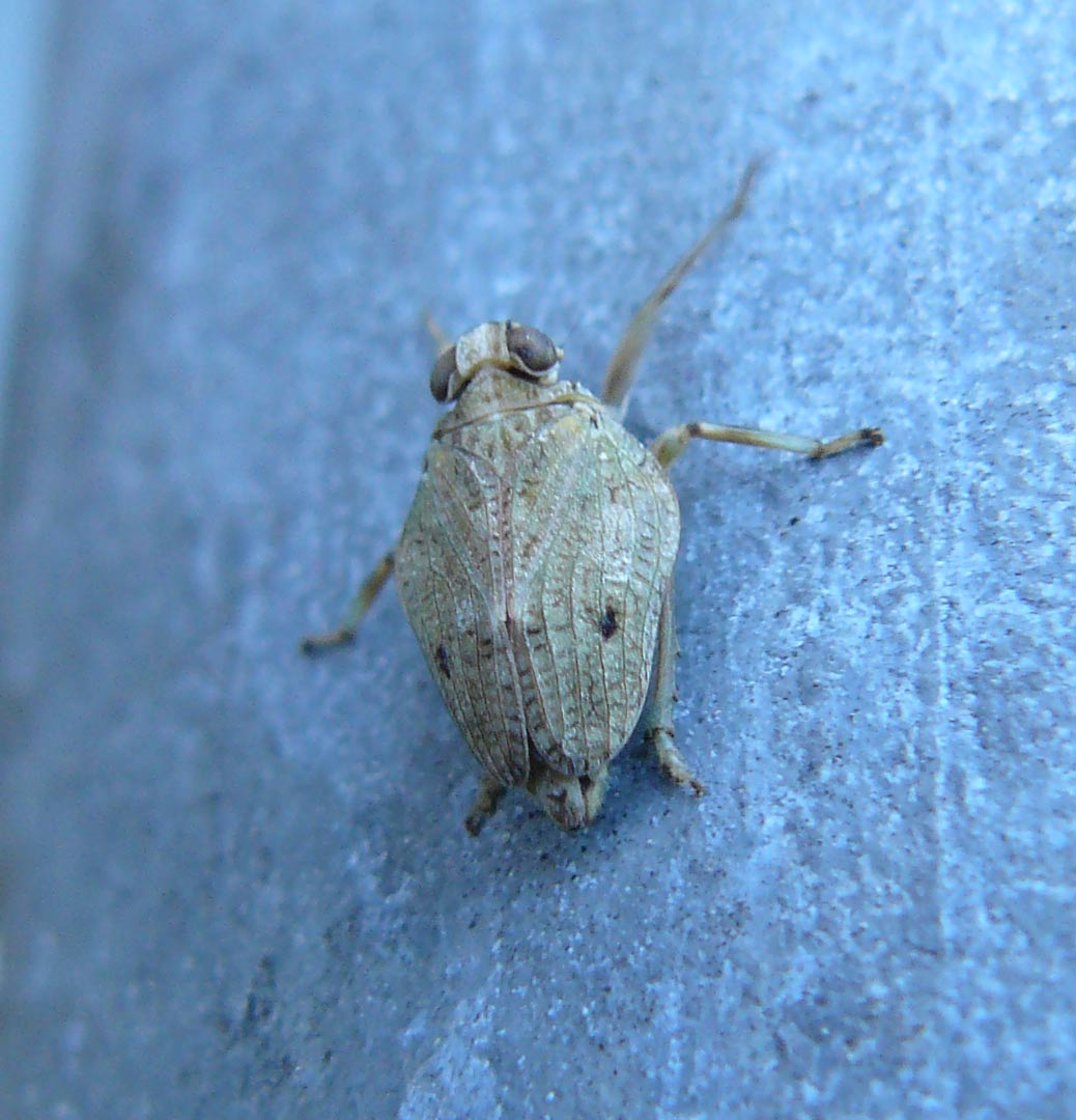 Issidae: Lombardia, Issus sp.