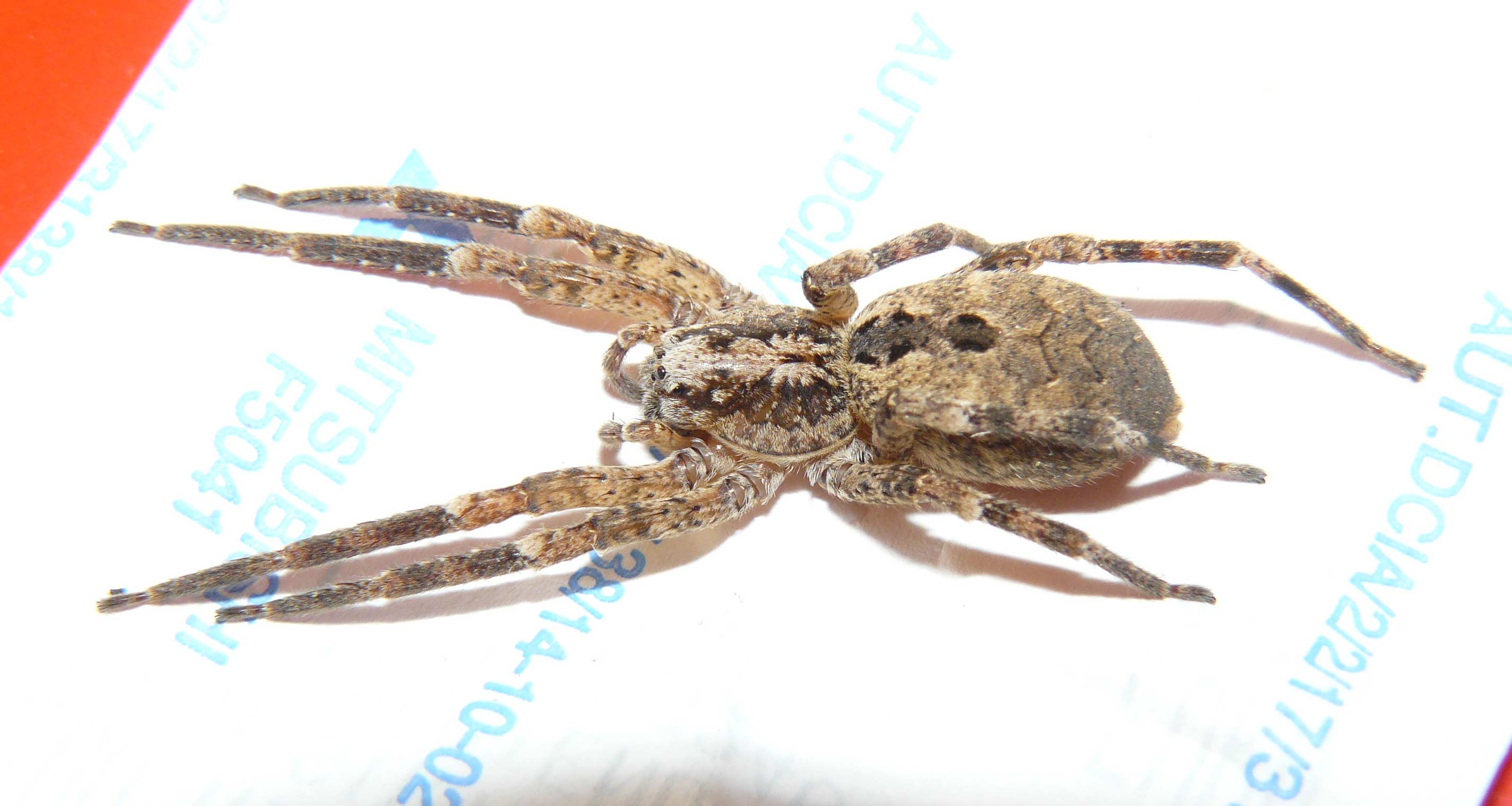 Zoropsis sp