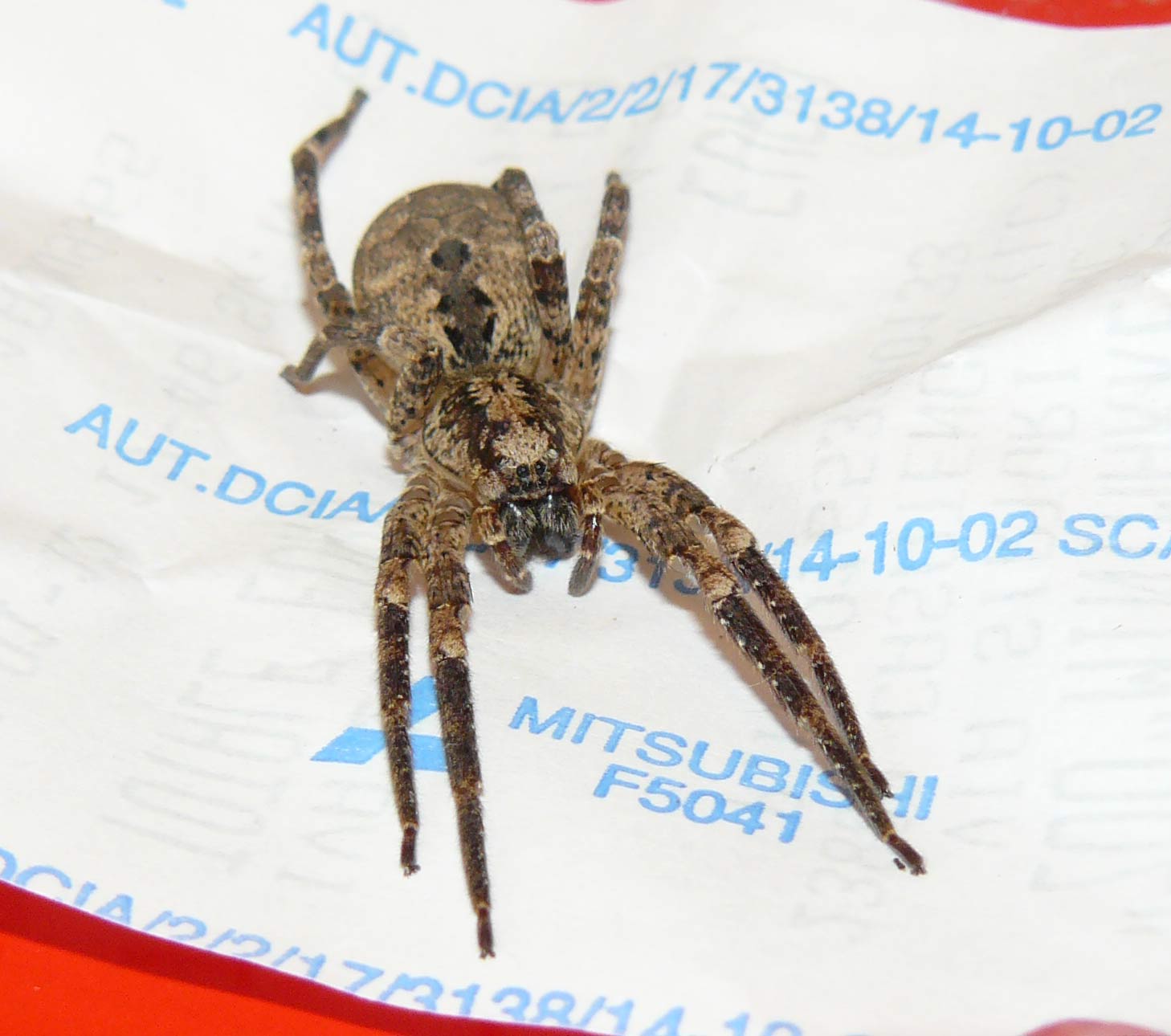 Zoropsis sp