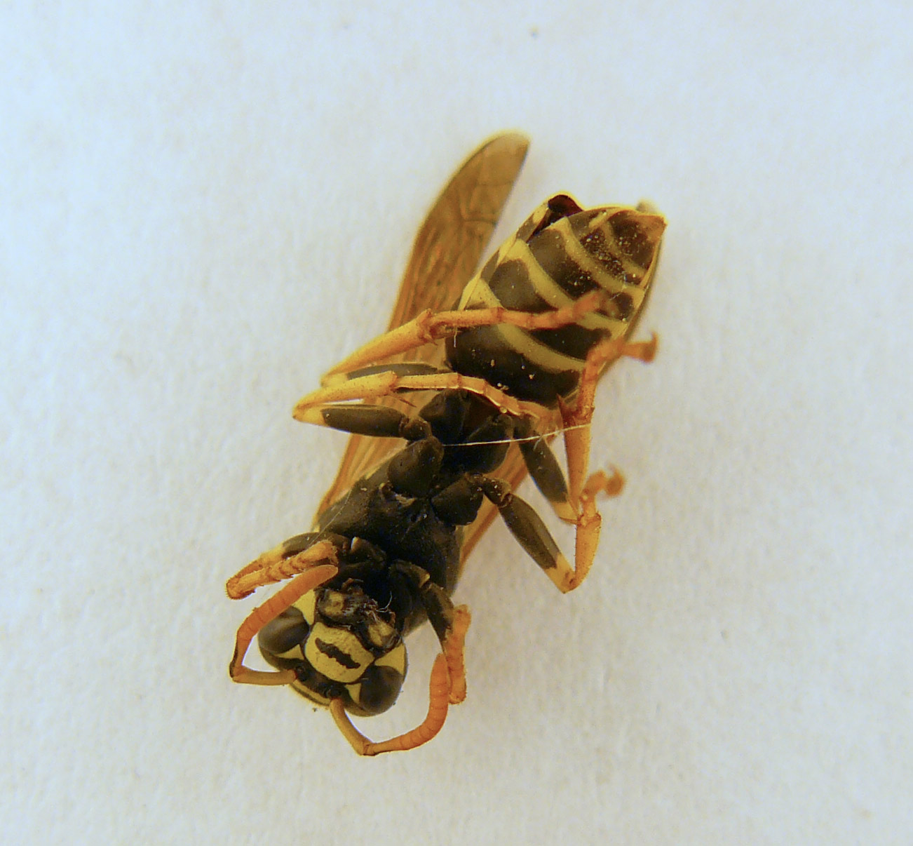 vespa sconosciuta: Polistes nymphus con strepsitteri