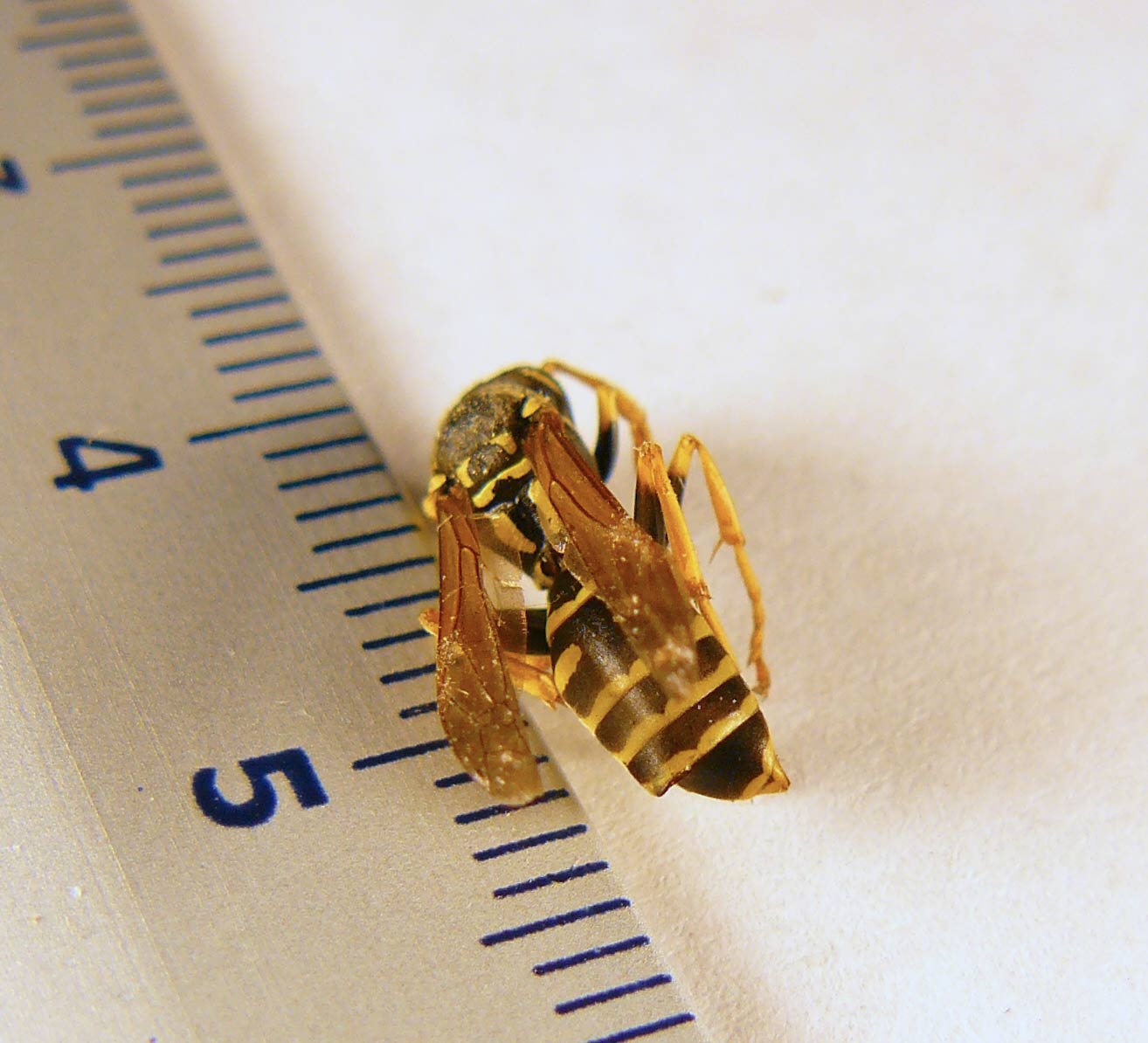 vespa sconosciuta: Polistes nymphus con strepsitteri