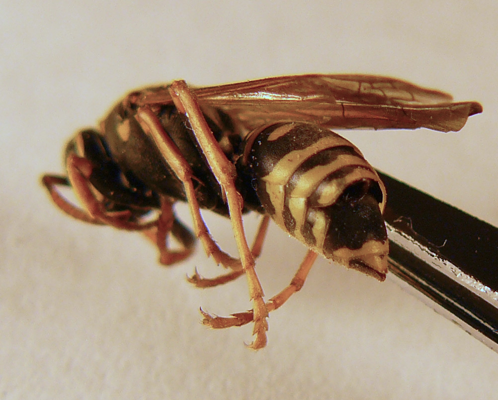 Polistes nimphus con pupario di Xenos sp