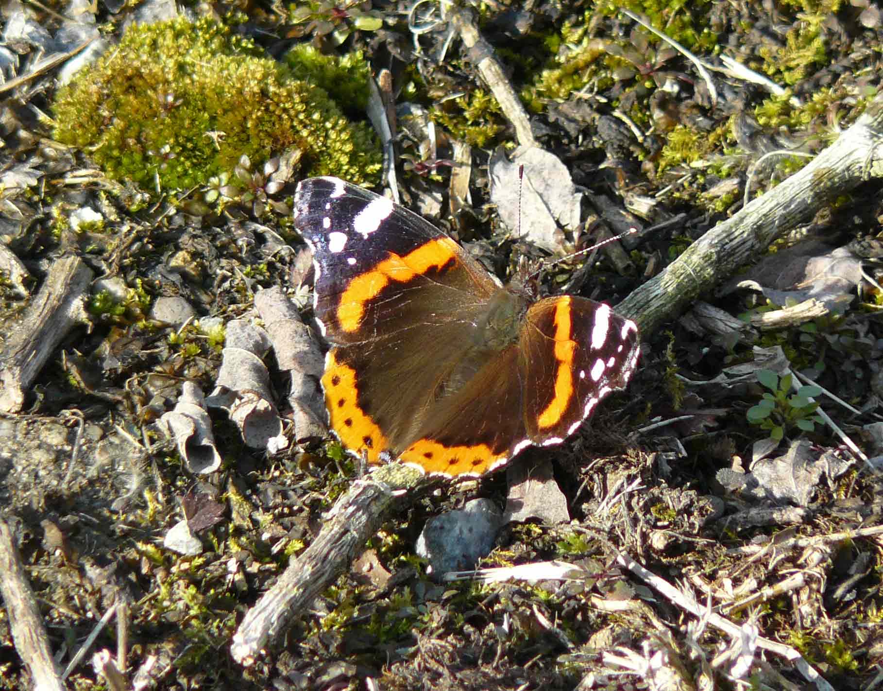 Vanessa atlanta