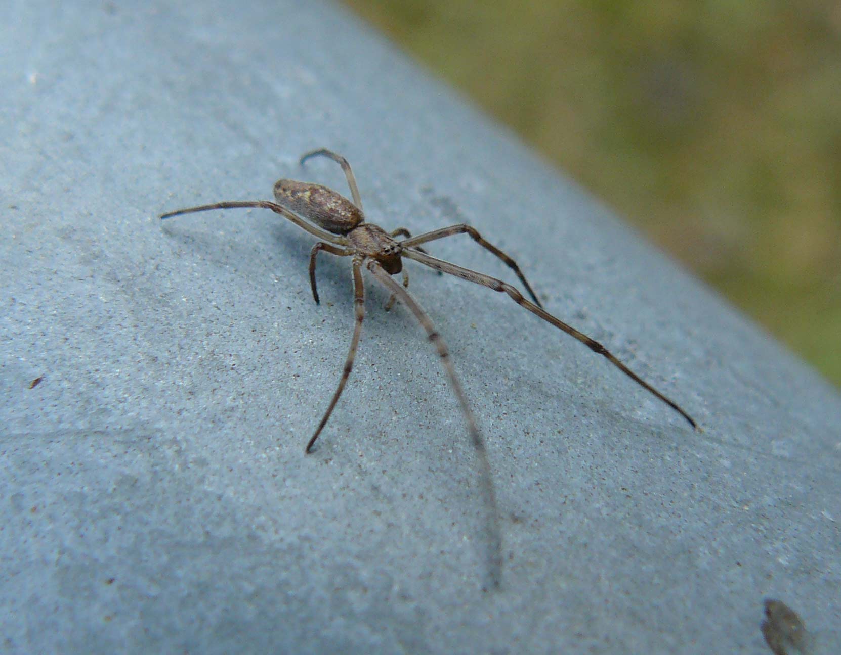 Tetragnatha sp.