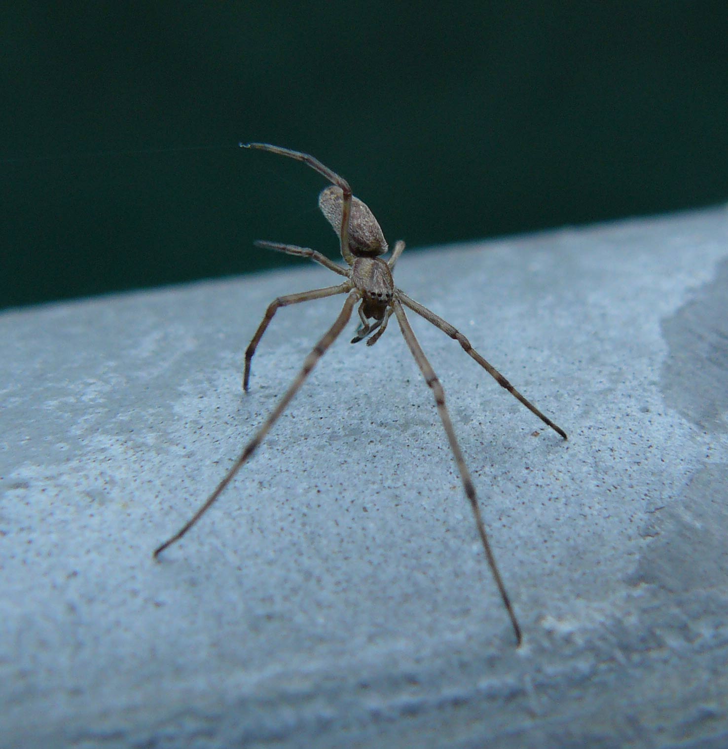 Tetragnatha sp.