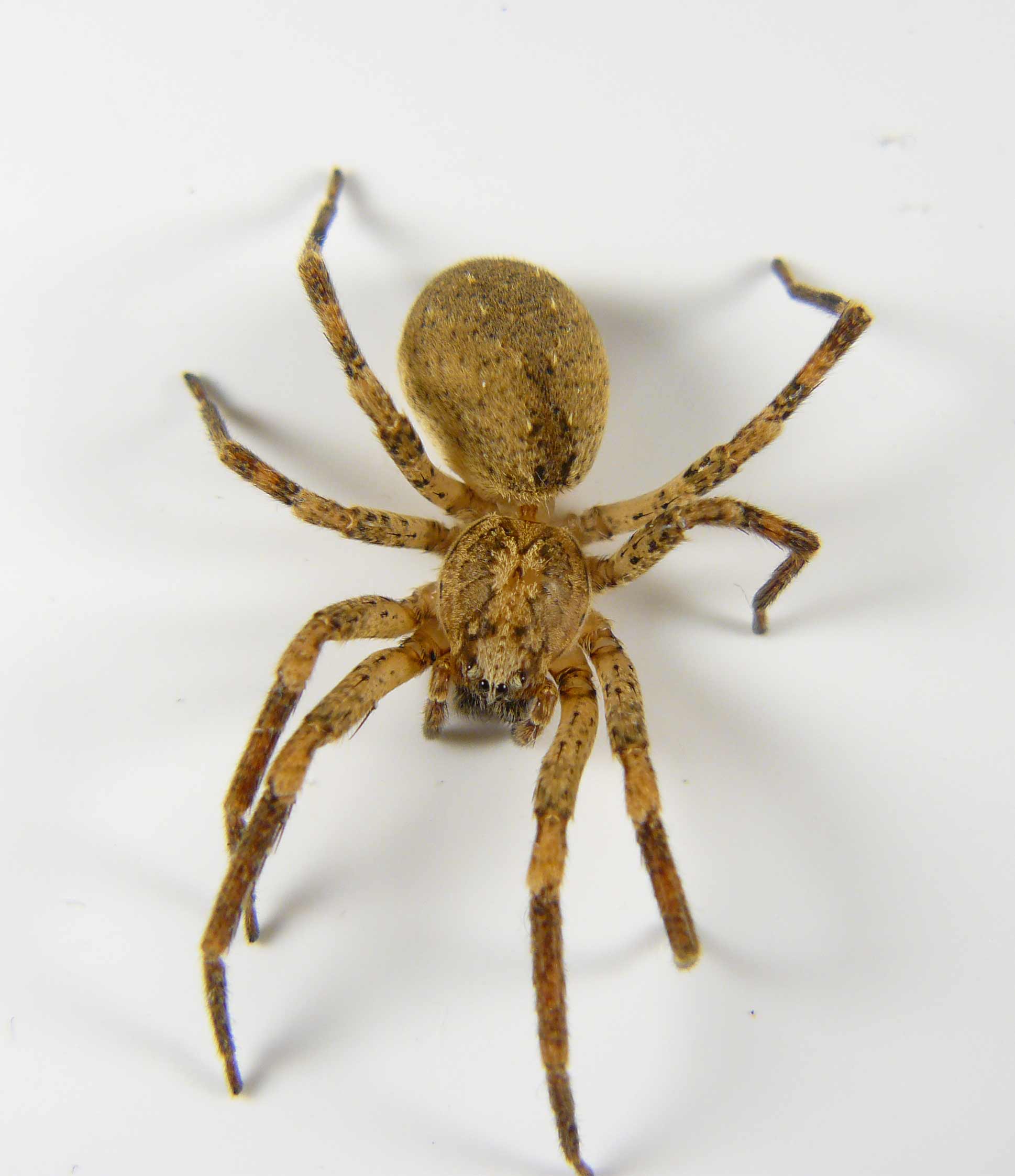 Zoropsis spinimana? - trovata morta